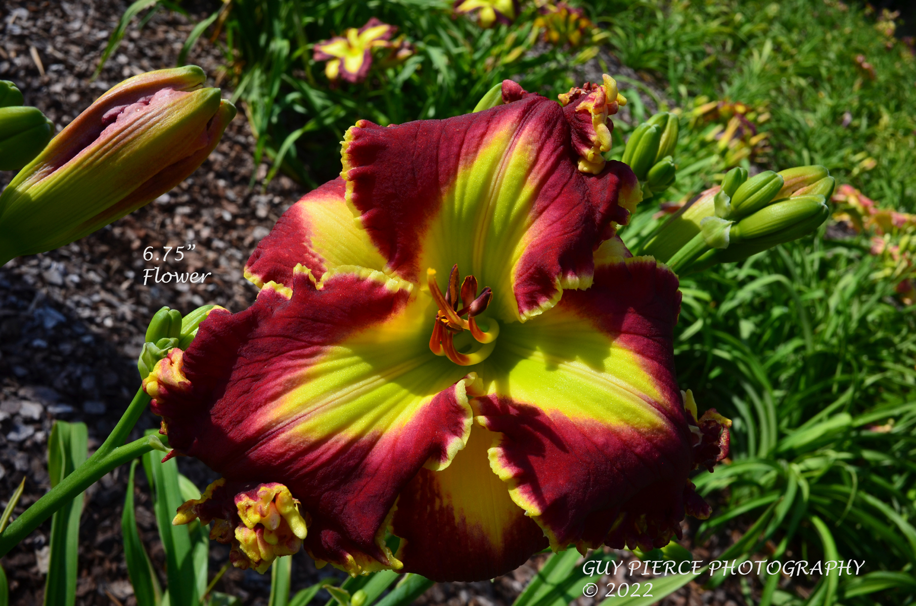 Ruby Sizzler, Daylily