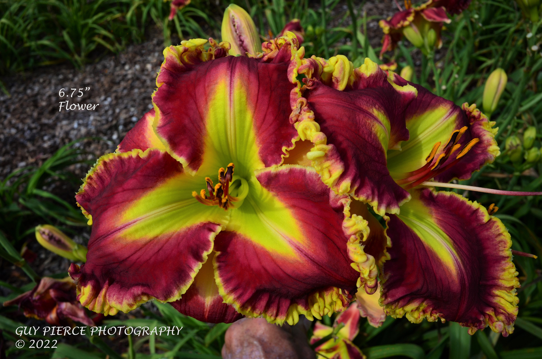 Ruby Sizzler, Daylily