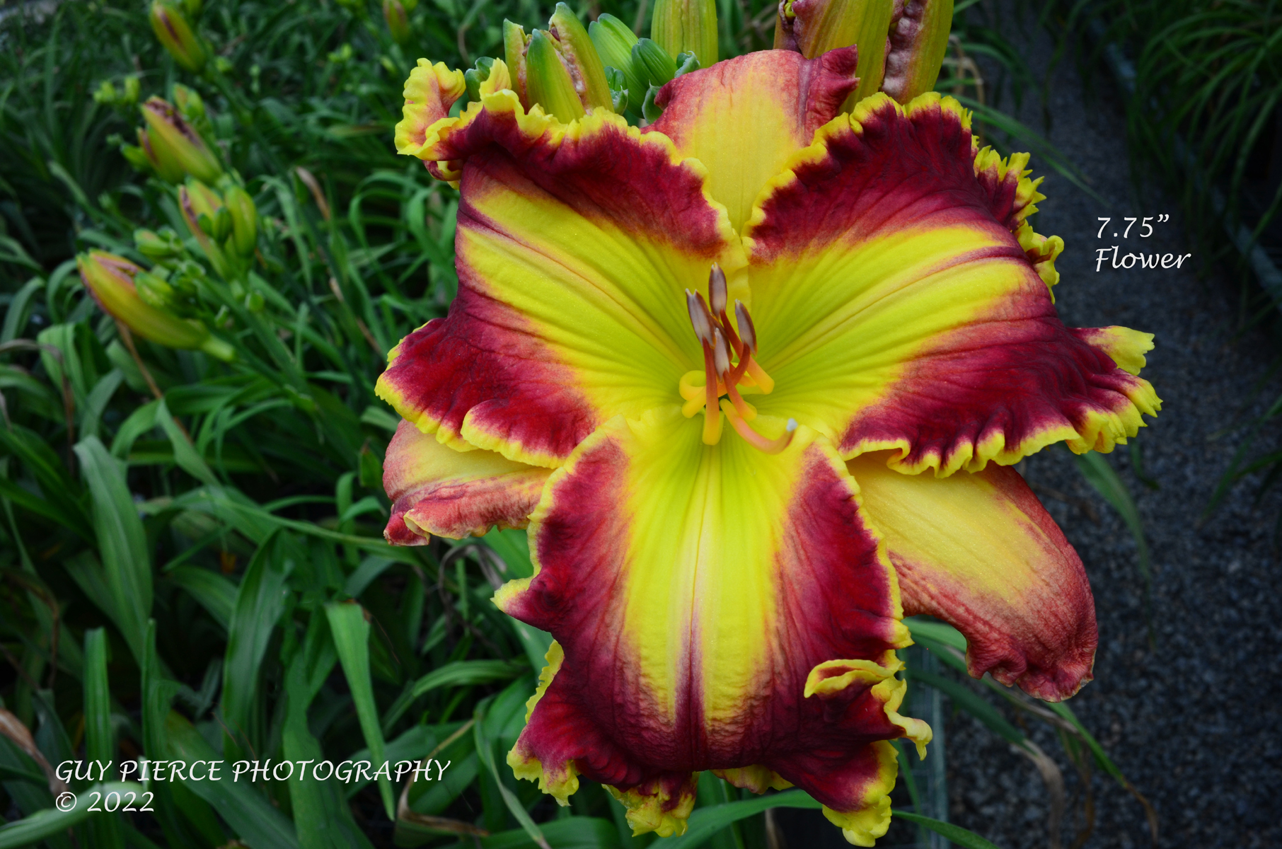 Run Run Rudolph, Daylily