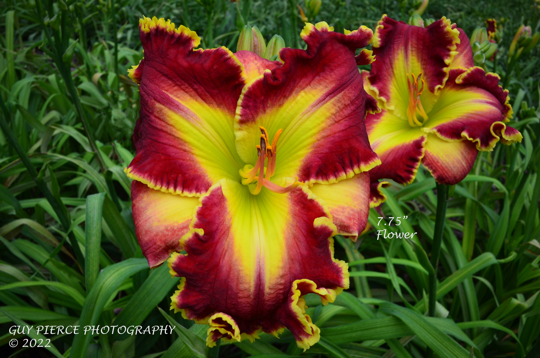 Run Run Rudolph, Daylily