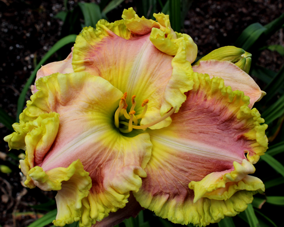 Sarah Starchak, Daylily