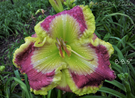 Seven of Nine,  Daylily