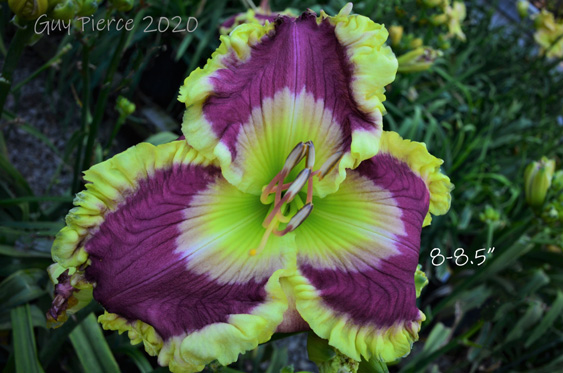 Seven of Nine,  Daylily