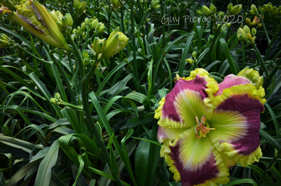 Seven of Nine,  Daylily