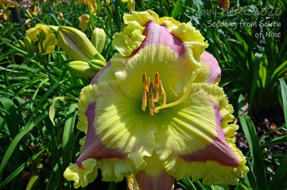 Seven of Nine,  Daylily