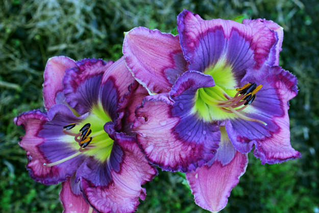Smile-n-dales, Daylily