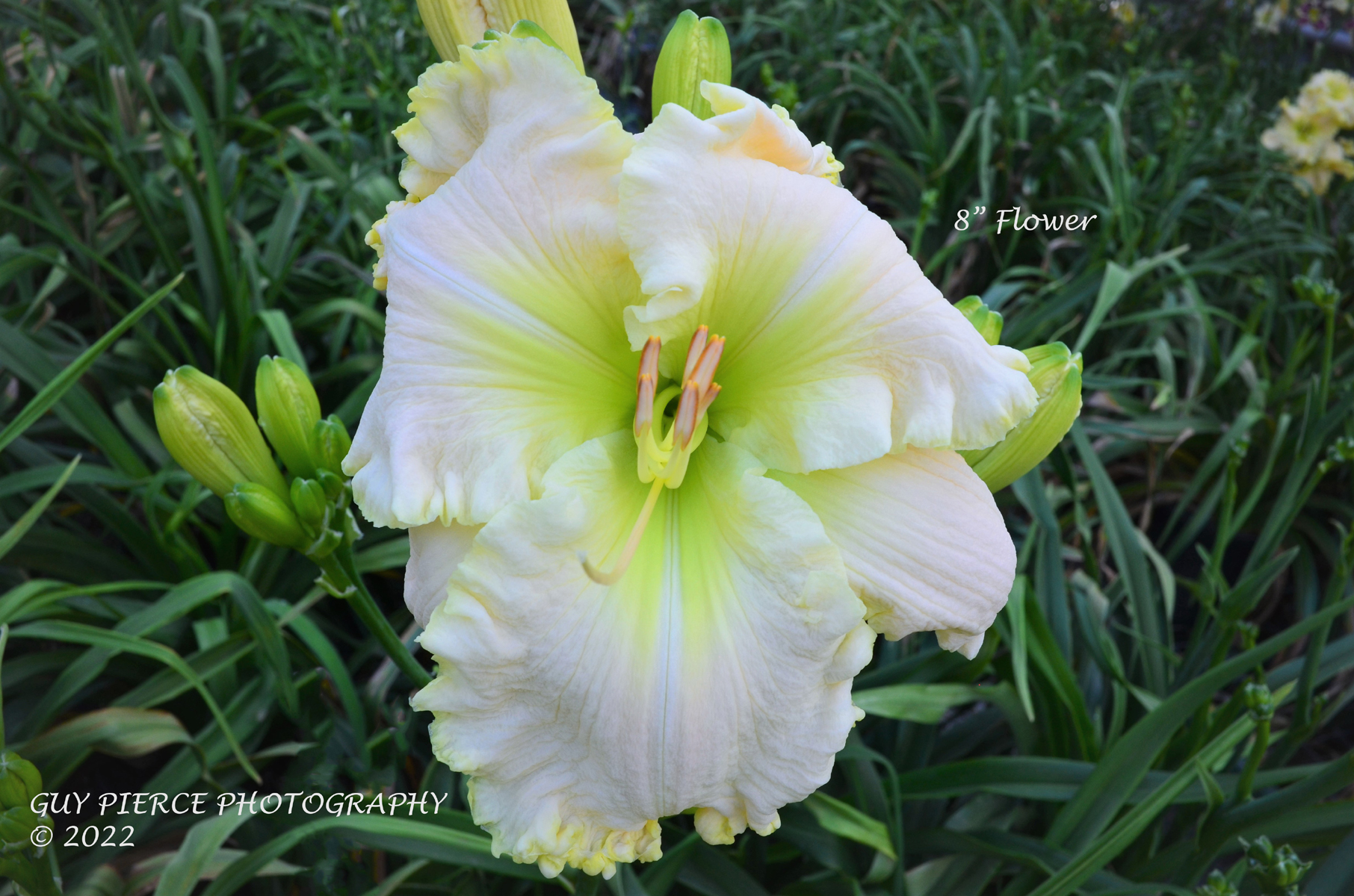 Snow Blossom, Daylily