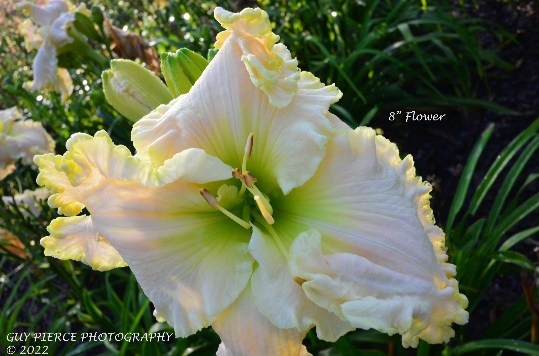 Snow Blossom, Daylily