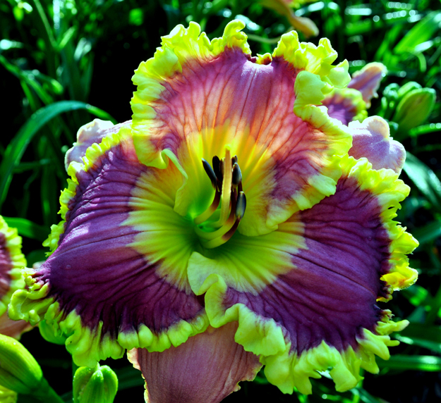Sonya Starchak, Daylily