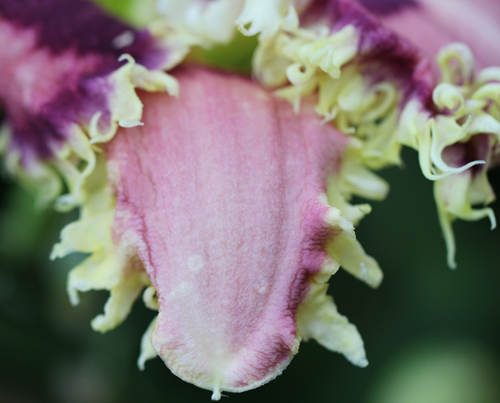 Spinefeld, Daylily