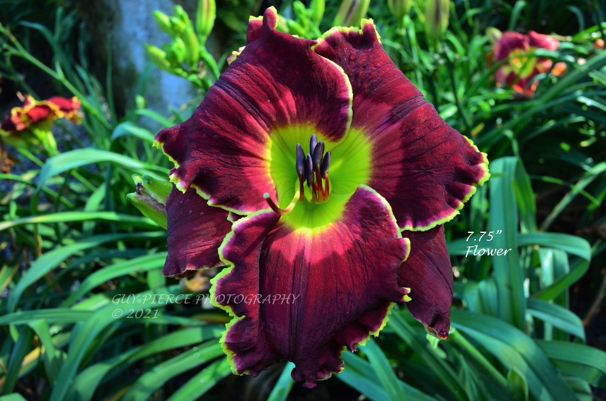 Spooky Moon, Daylily