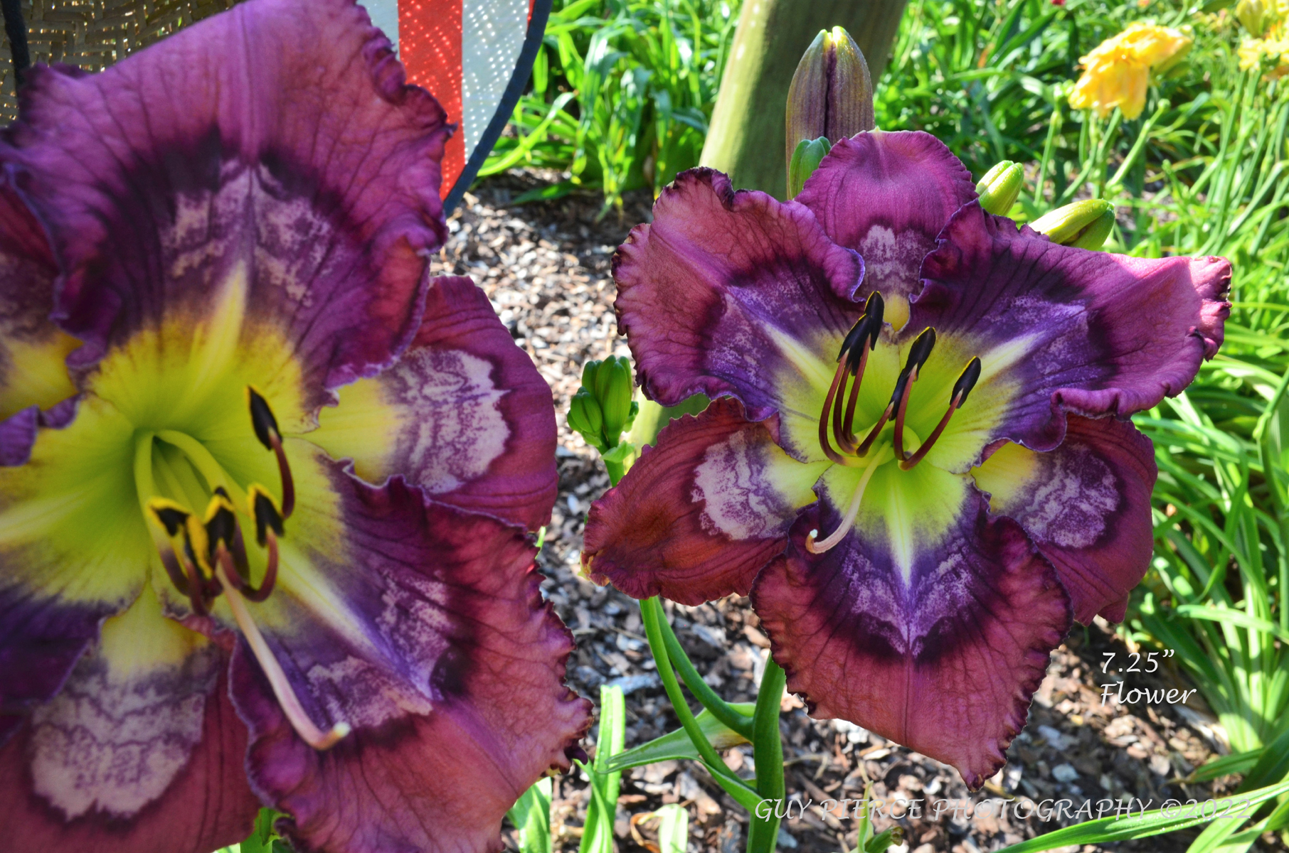 Striking Silver, Daylily