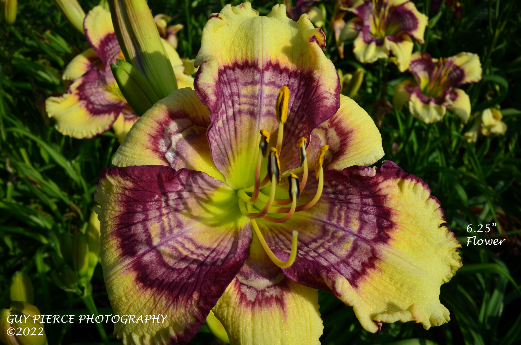 Sunrise Circles, Daylily