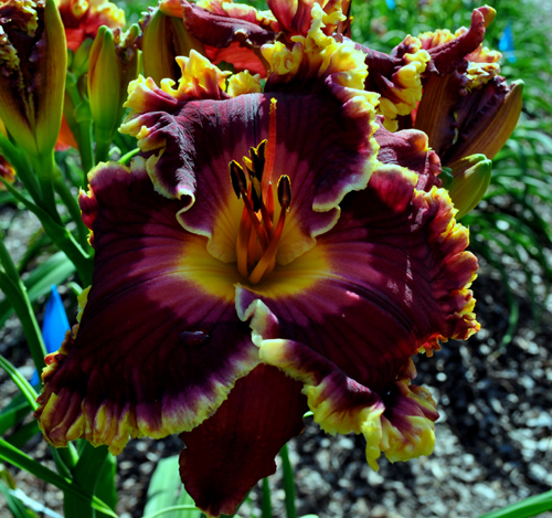 Superstitious, Daylily