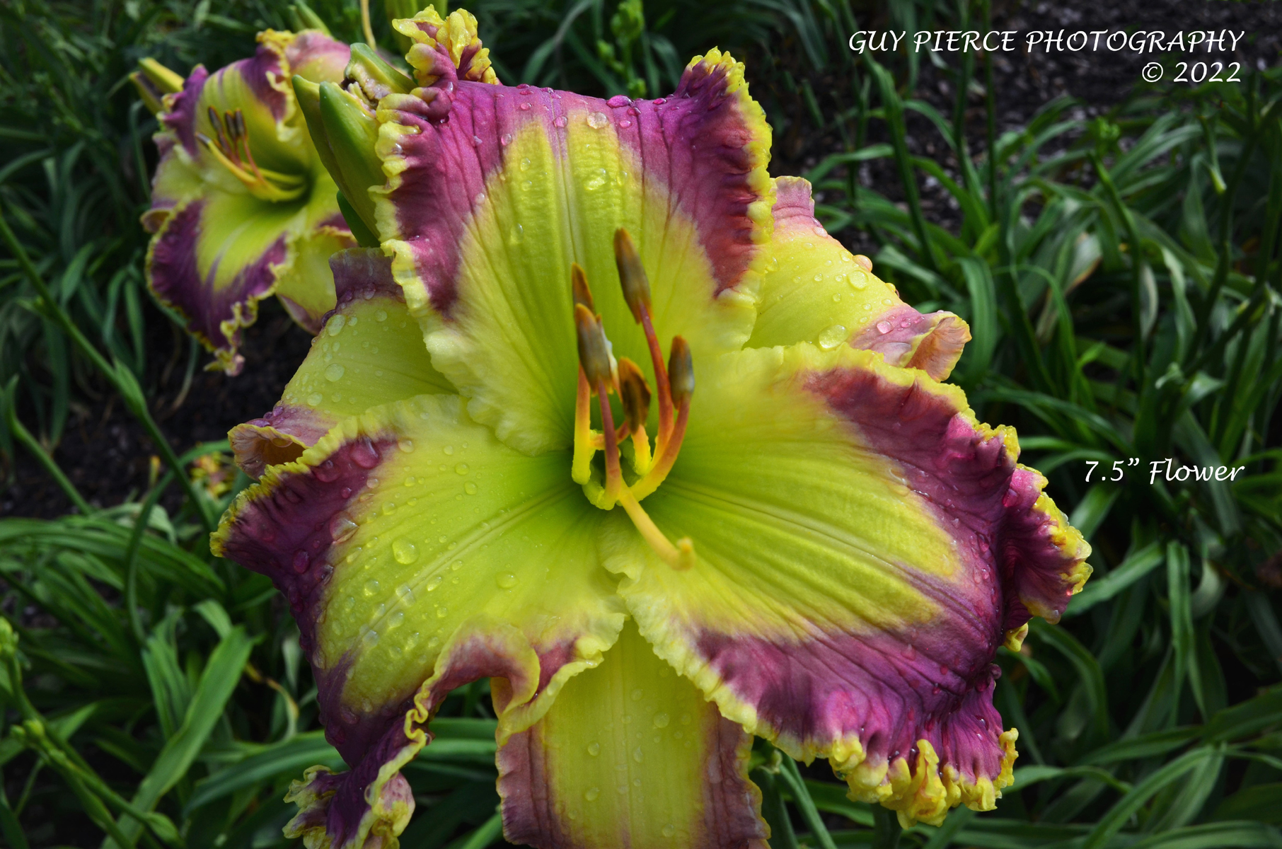 Triple Talents, Daylily