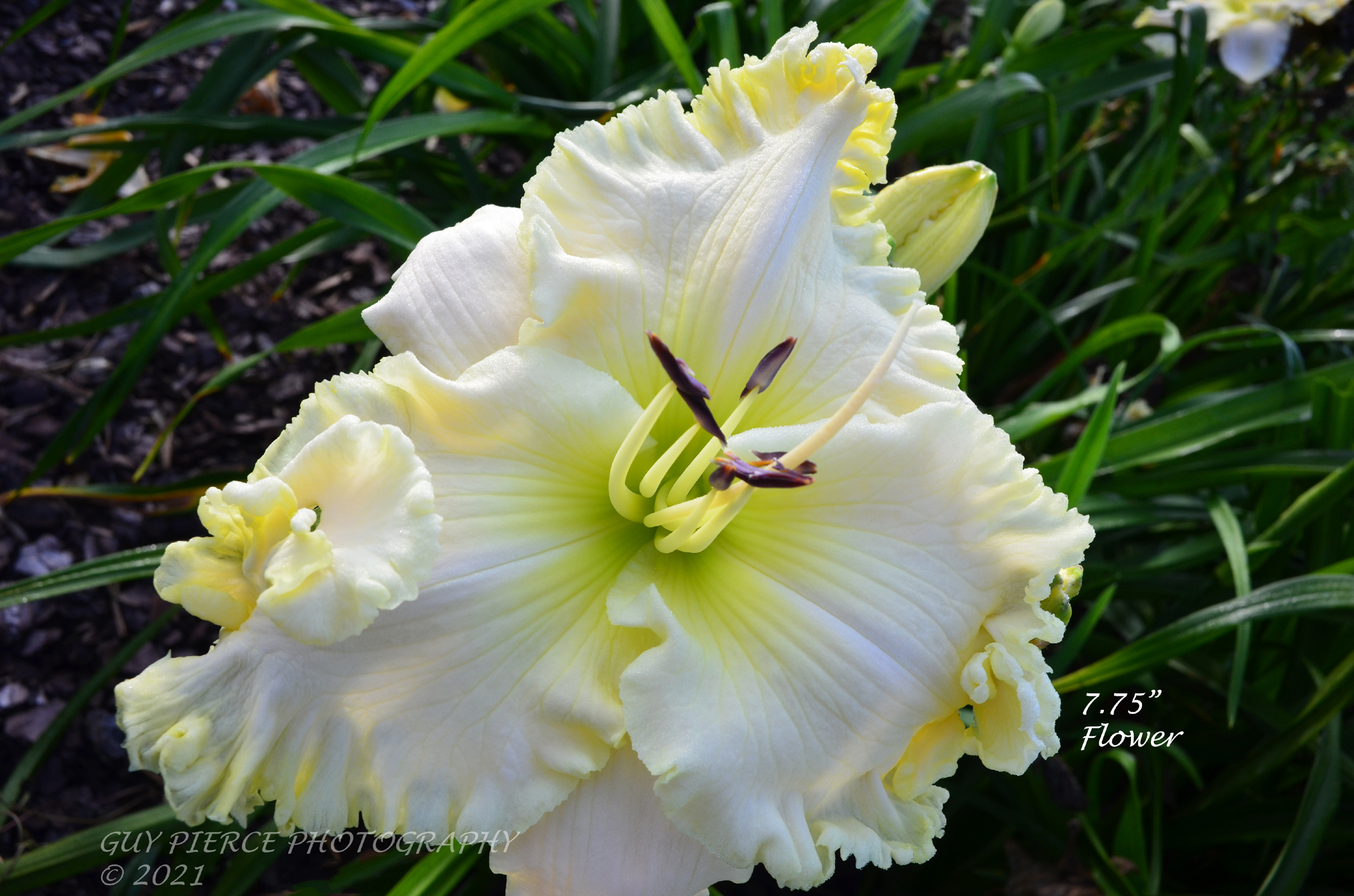 White Silhouette, Daylily