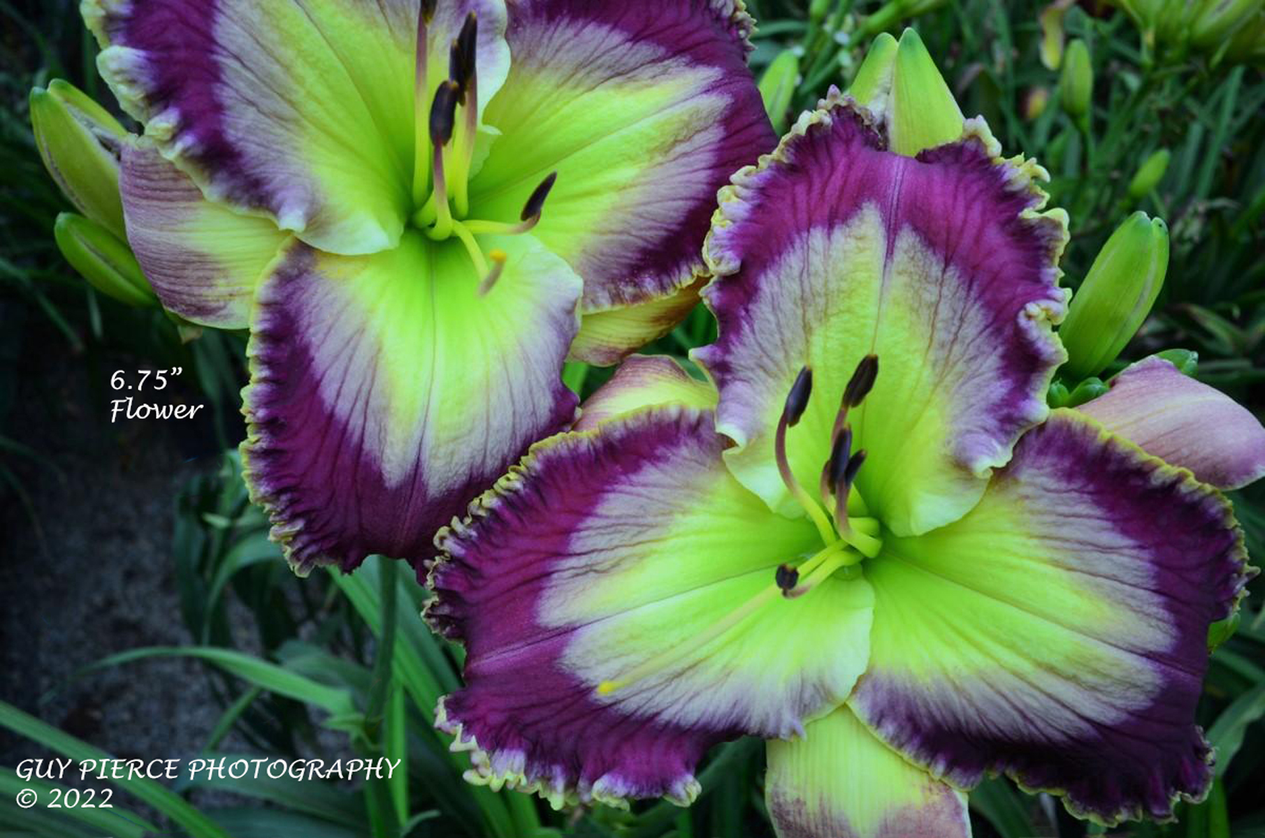 Wintermint Mountain, Daylily