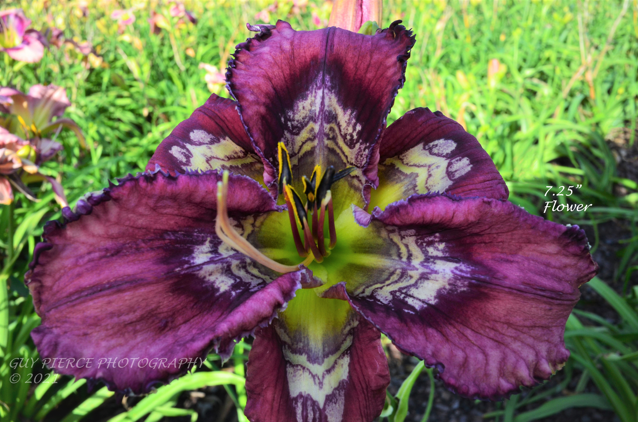 Wizard's Imprint, Daylily