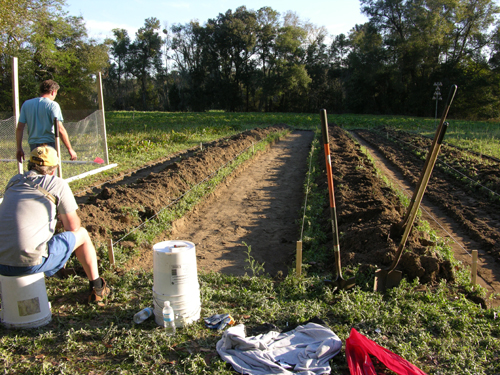 Toronto Gardening