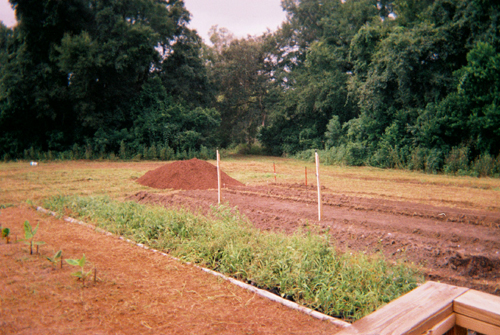 Toronto Gardening