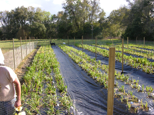 Toronto Gardening