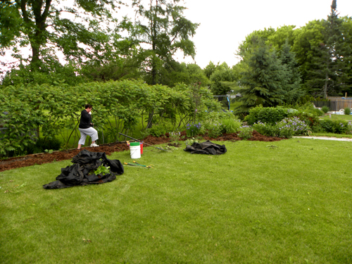 Toronto Gardeners