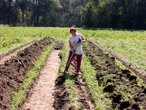 Toronto Gardeners