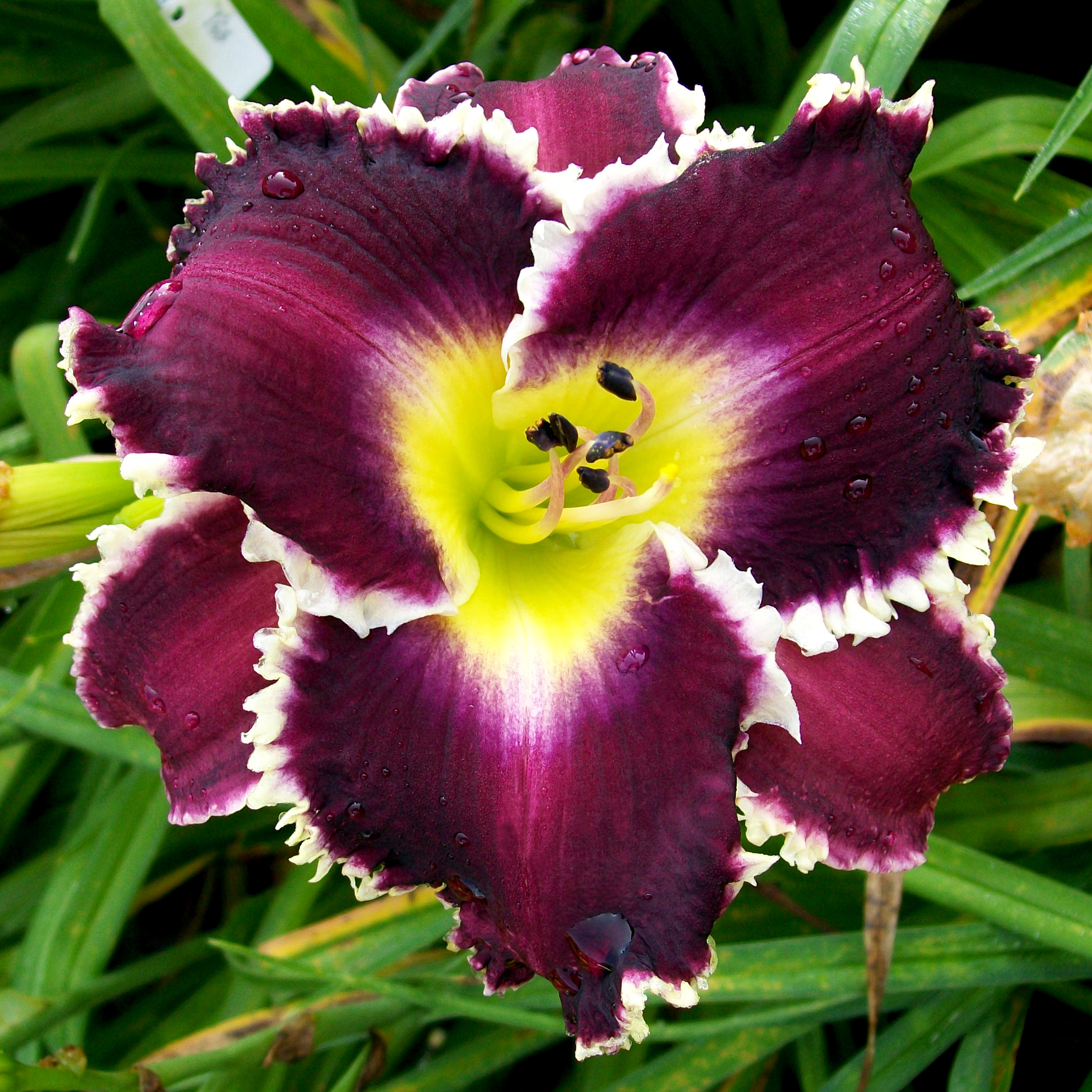 Abraham Vanegas, Daylily