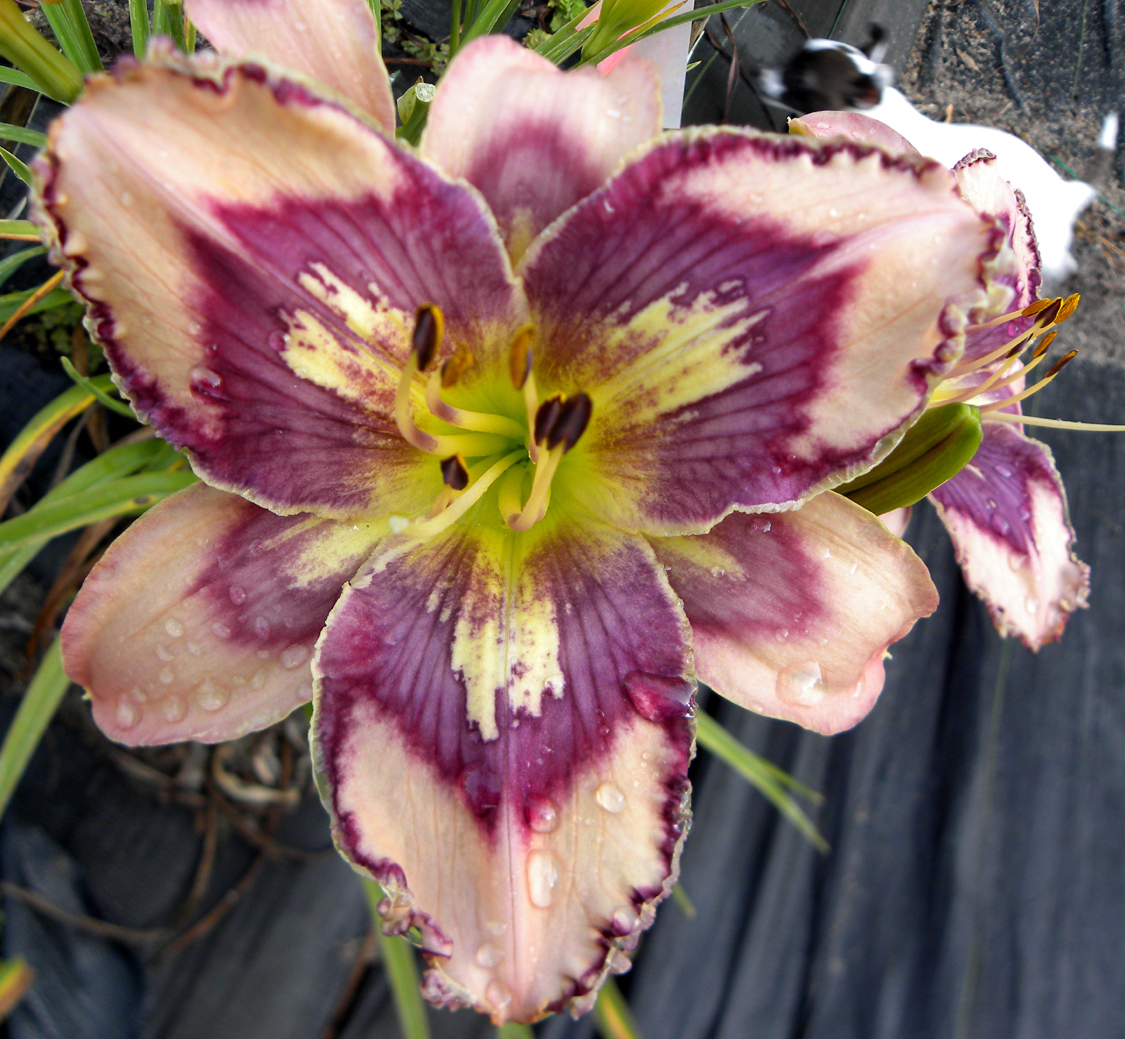 Bada Bing Bada Boom, Daylily