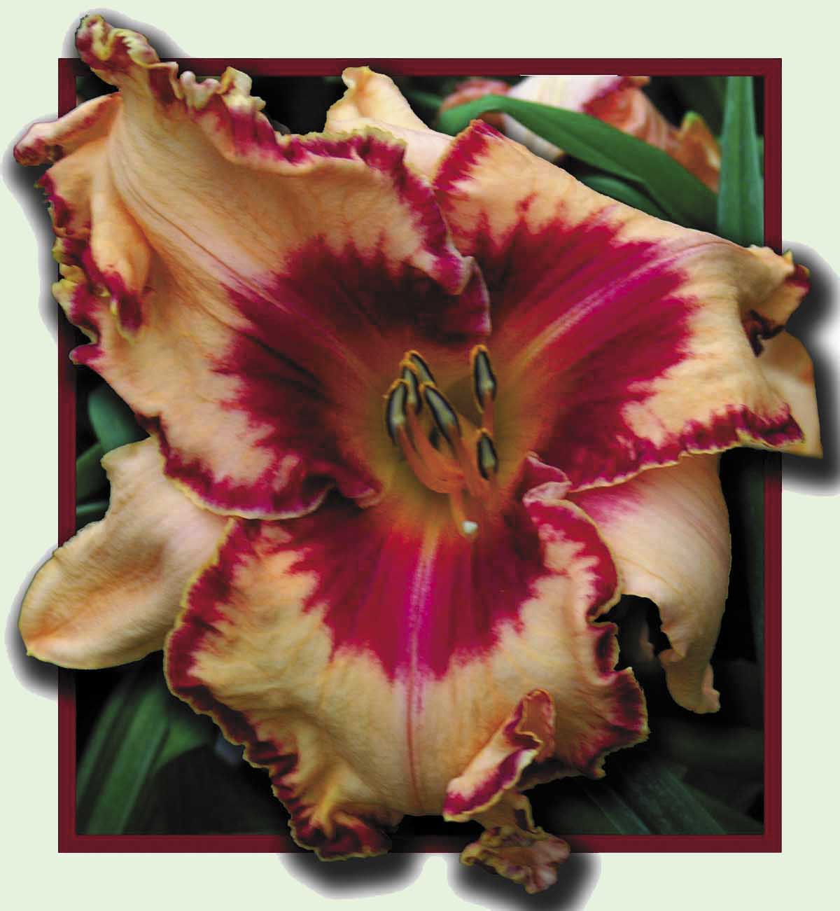 Camaguay_Cabaret, Daylily