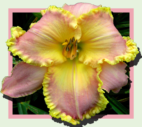 Carry On Camping, Daylily