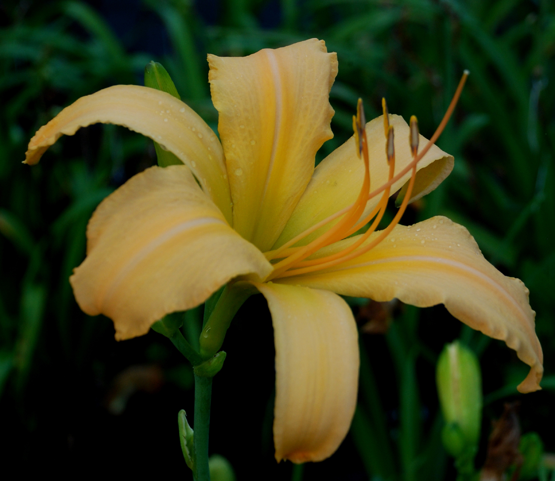 Charles Crosby Memorial, Daylily