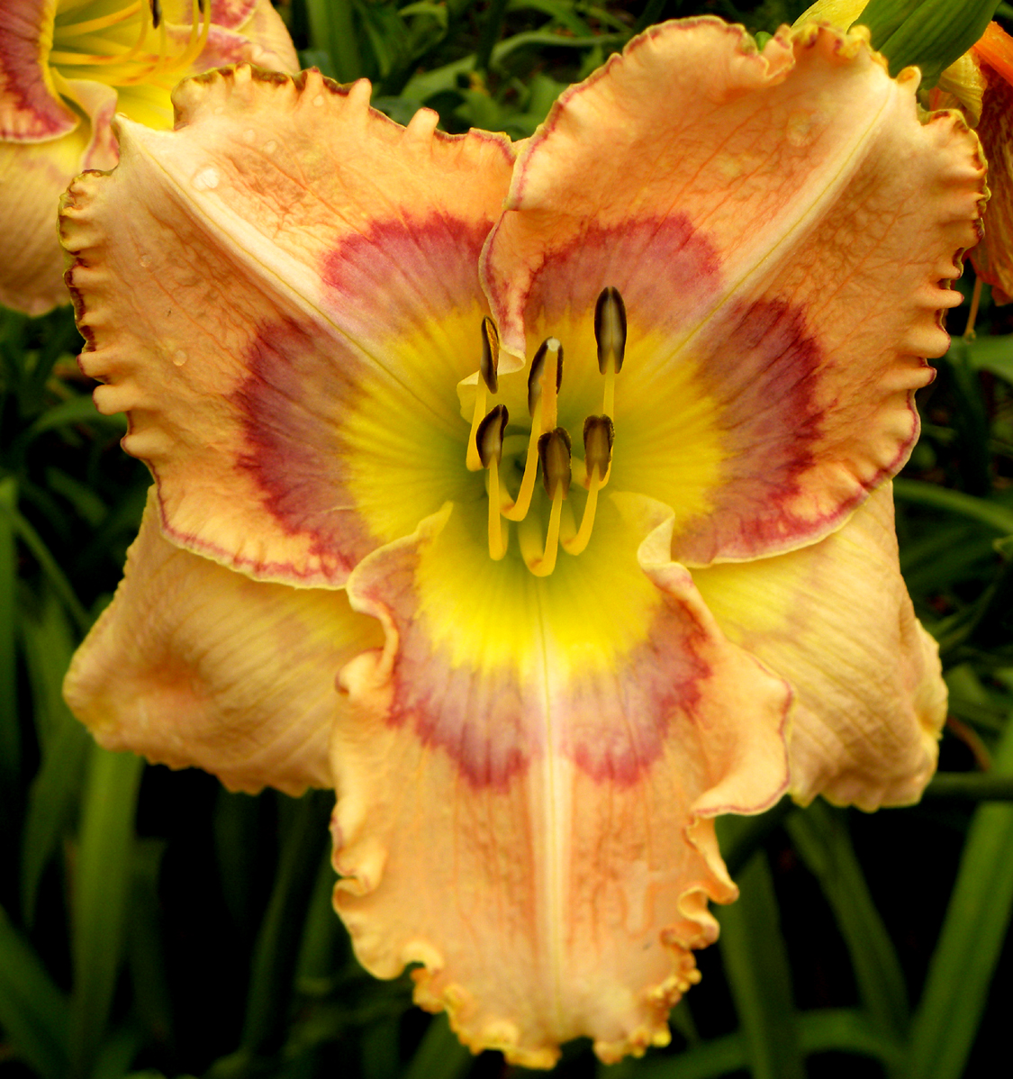Cocktails and Dreams, Daylily