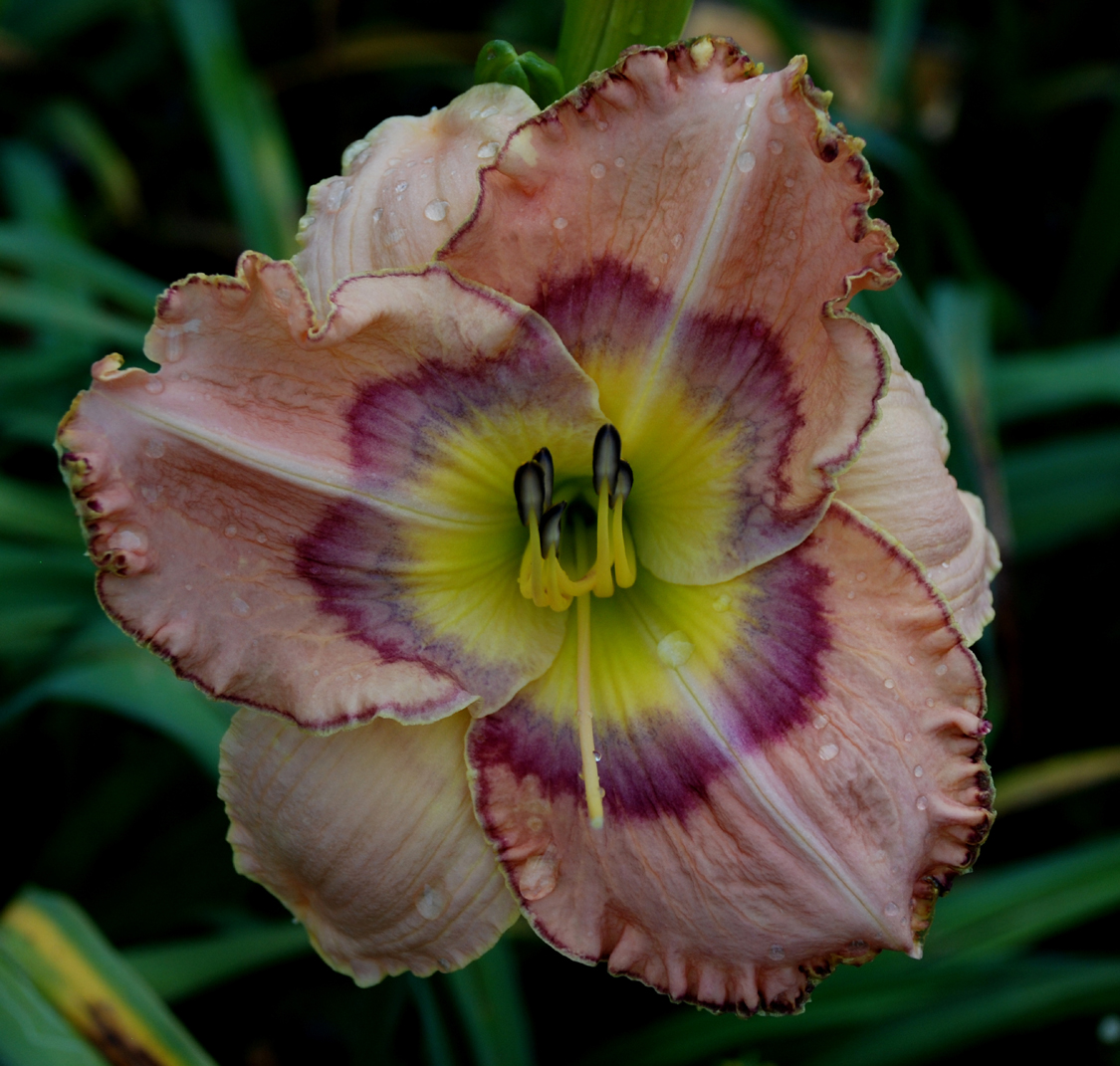 Cocktails and Dreams, Daylily