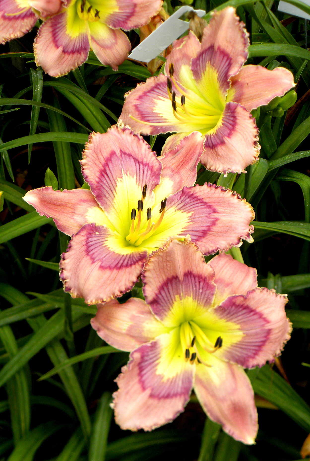 Emotional Rescue, Daylily