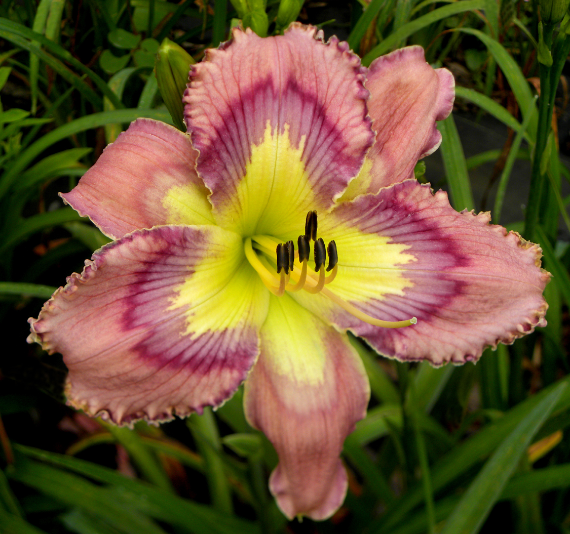 Emotional Rescue, Daylily