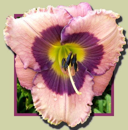 Where's Blue, Daylily
