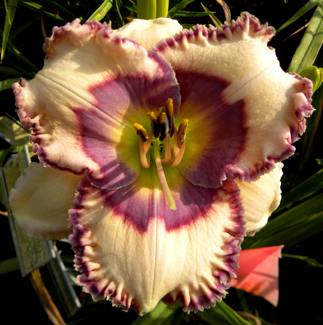 Luke the Drifter, Daylily