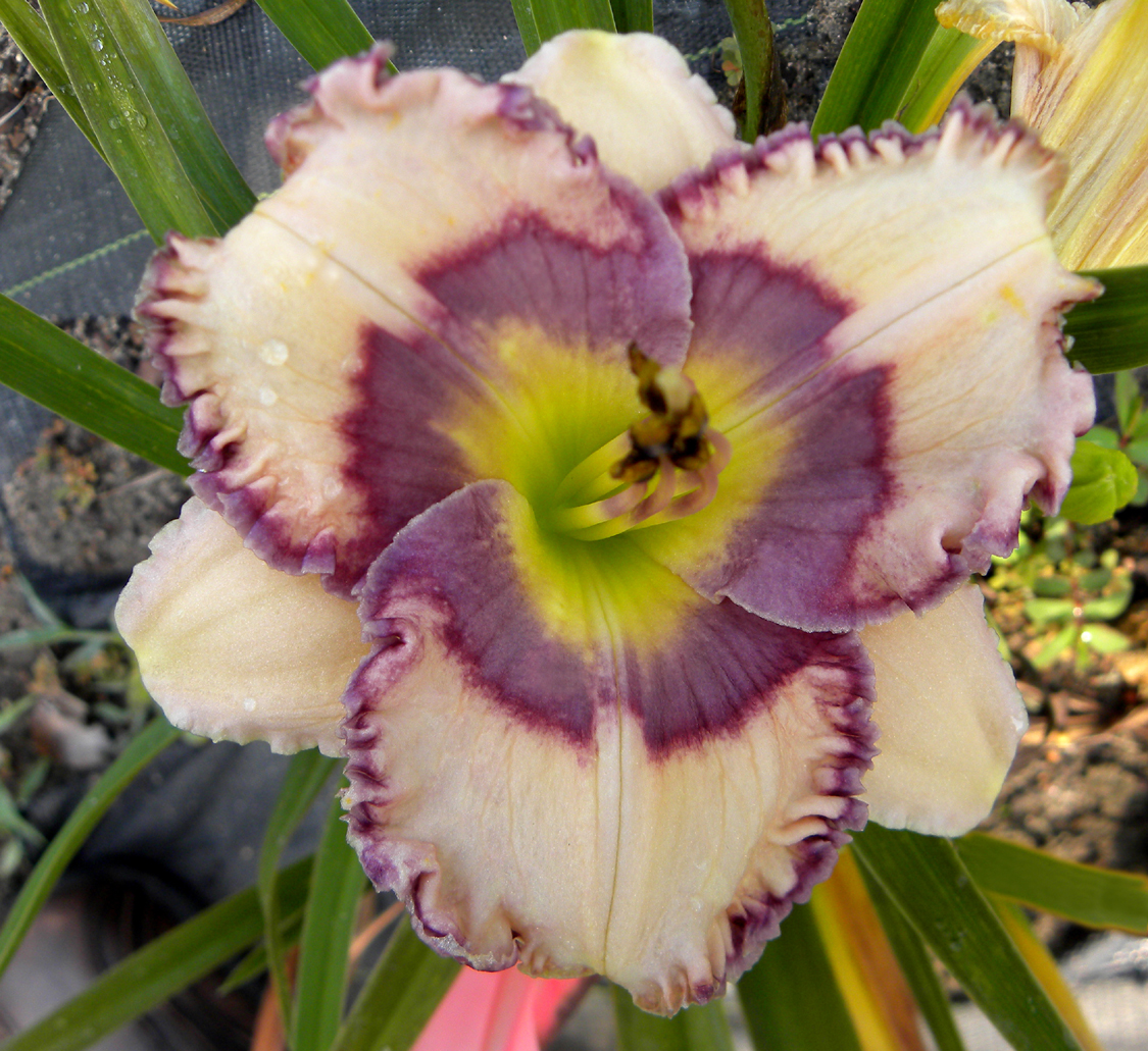Luke the Drifter, Daylily