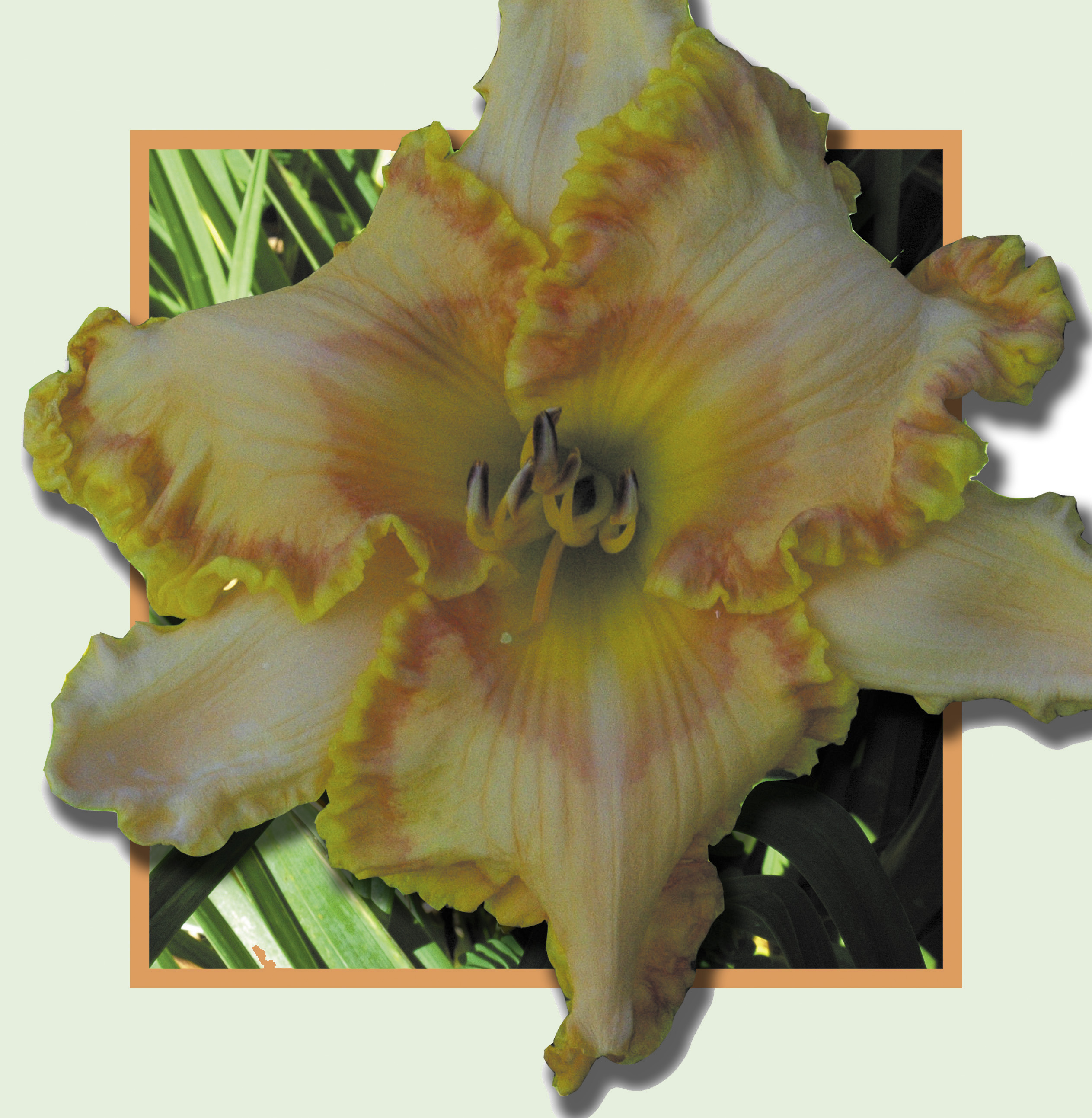 Mango Delight, Daylily