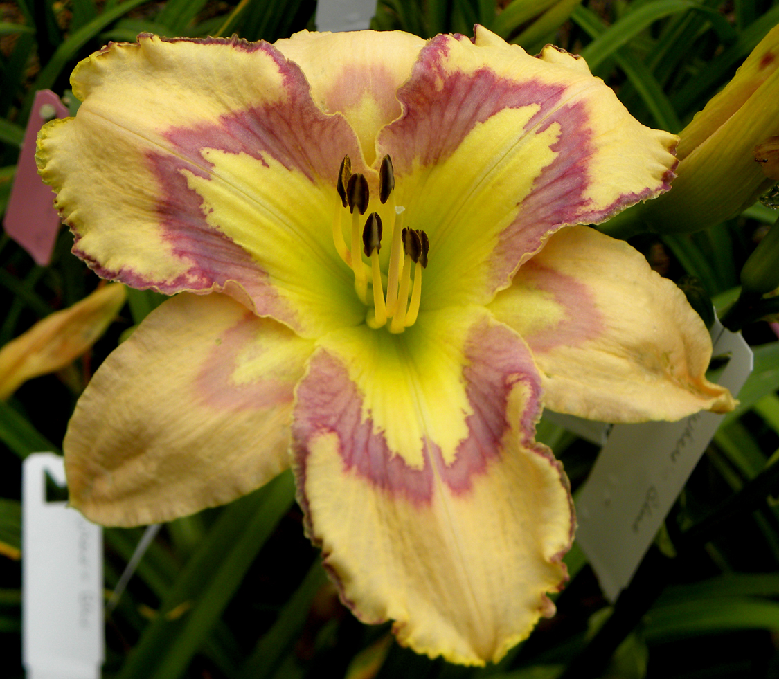 Moon Shadows, Daylily
