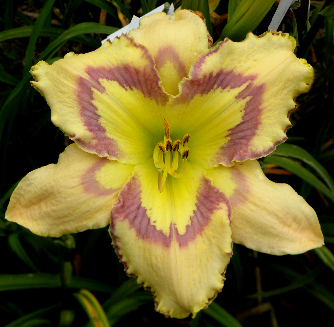 Moon Shadows, Daylily