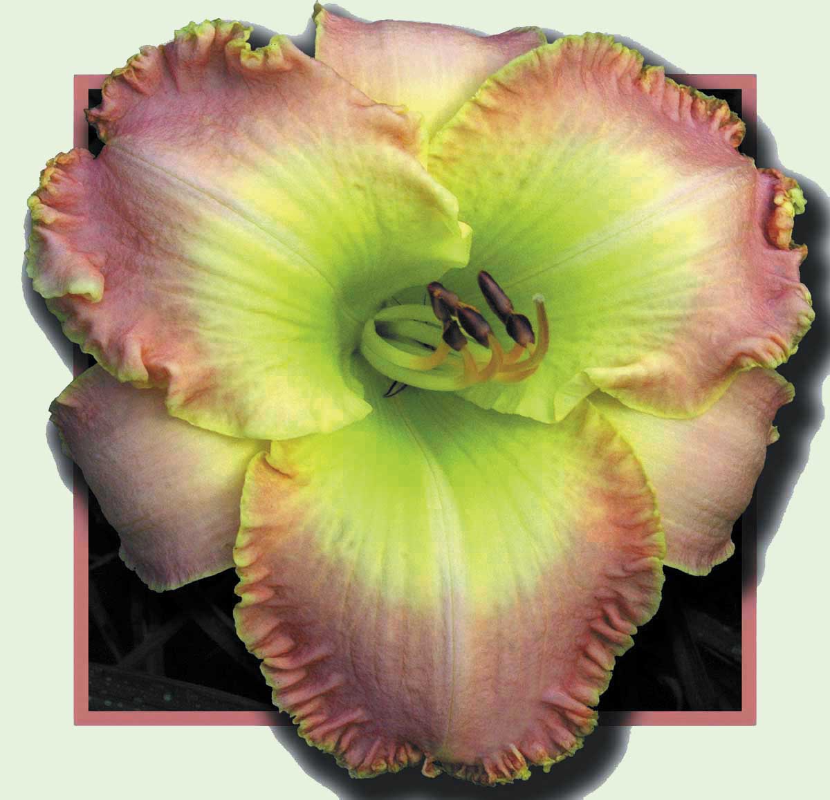 Pink Parakeet, Daylily