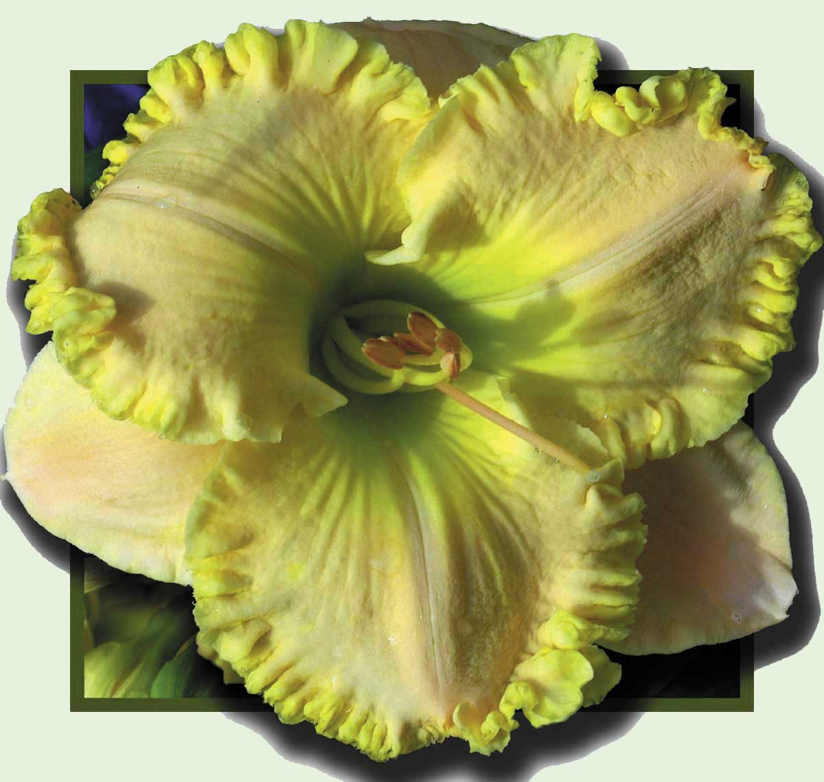 Pretty Bird, Daylily