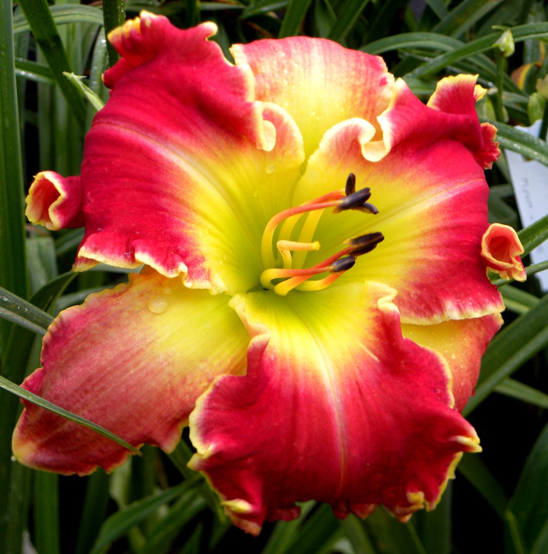 REO Speedwagon, Daylily