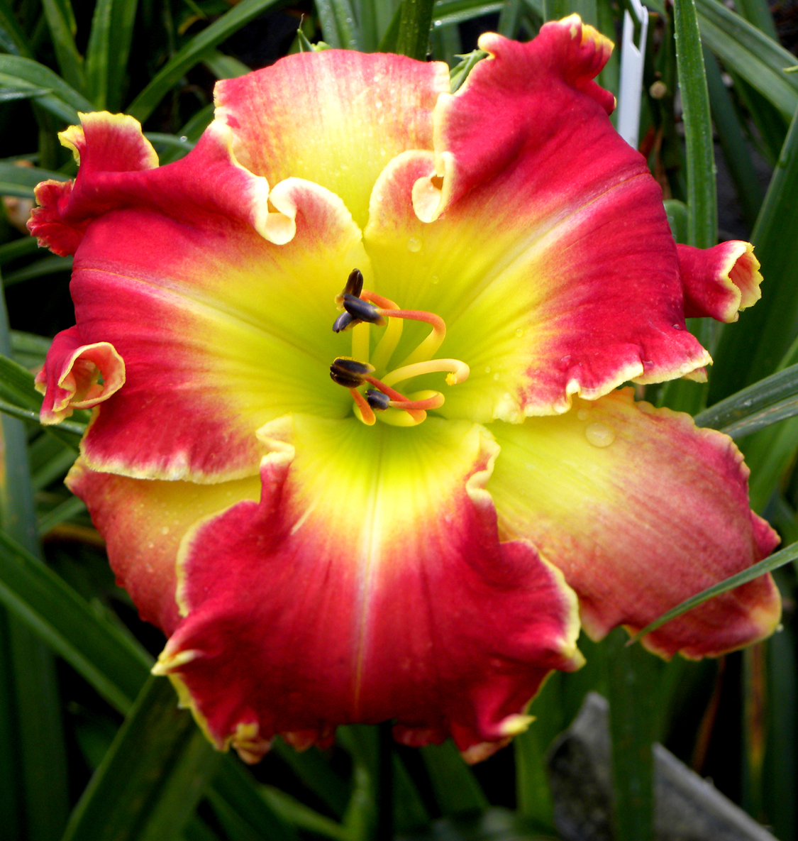 REO Speedwagon, Daylily