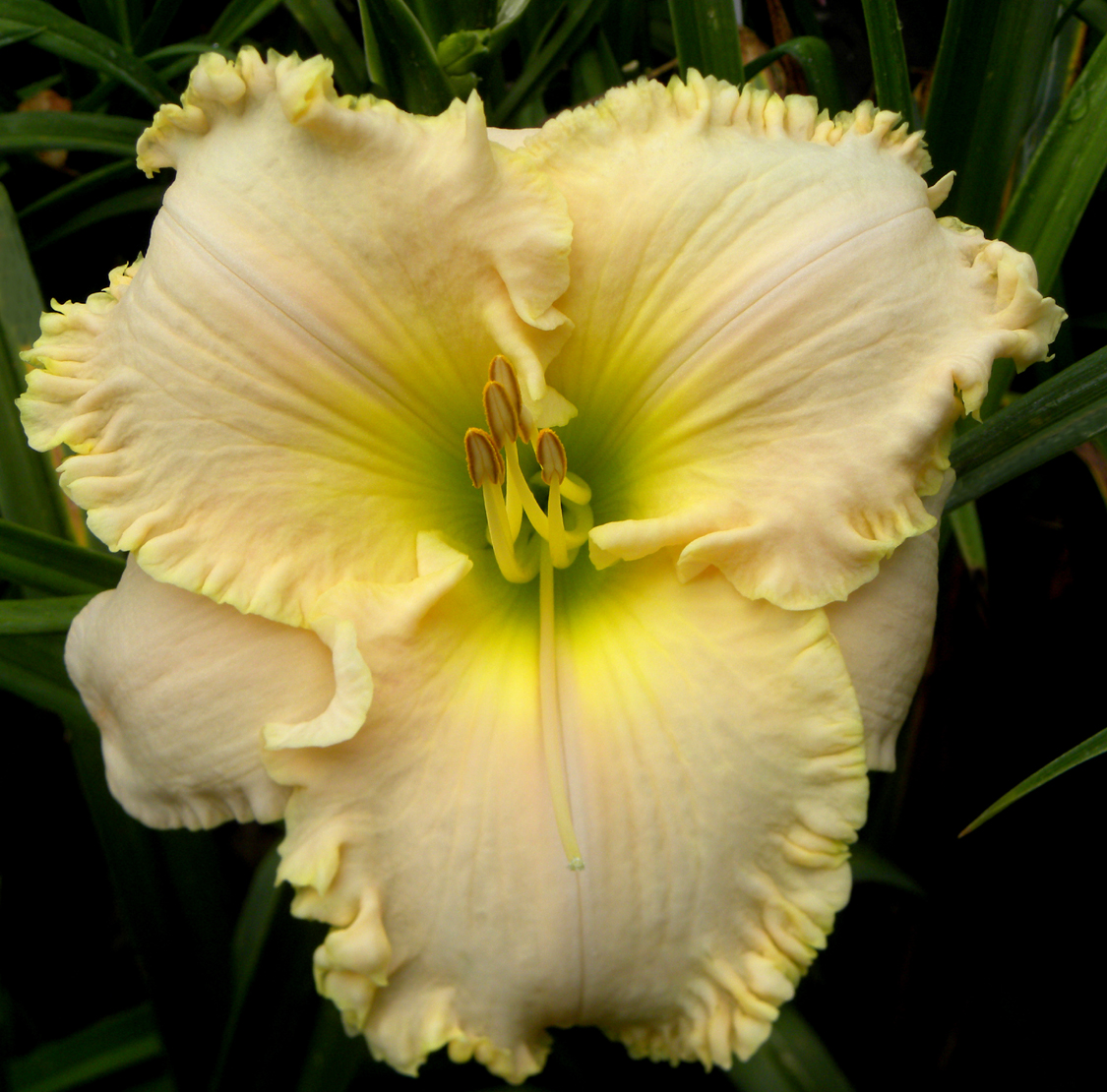 Riding the Moonbeams, Daylily