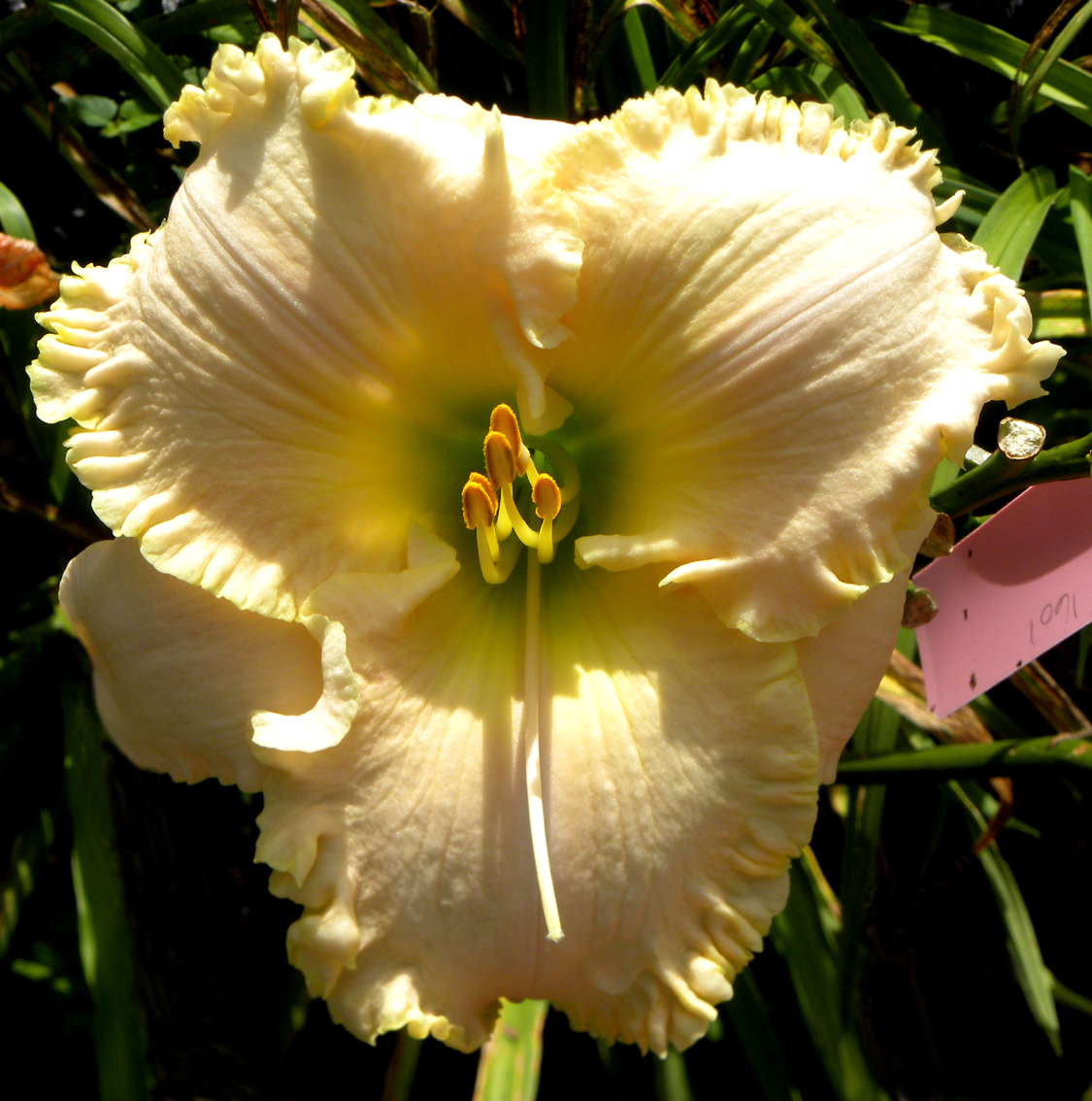 Riding Moonbeams, Daylily