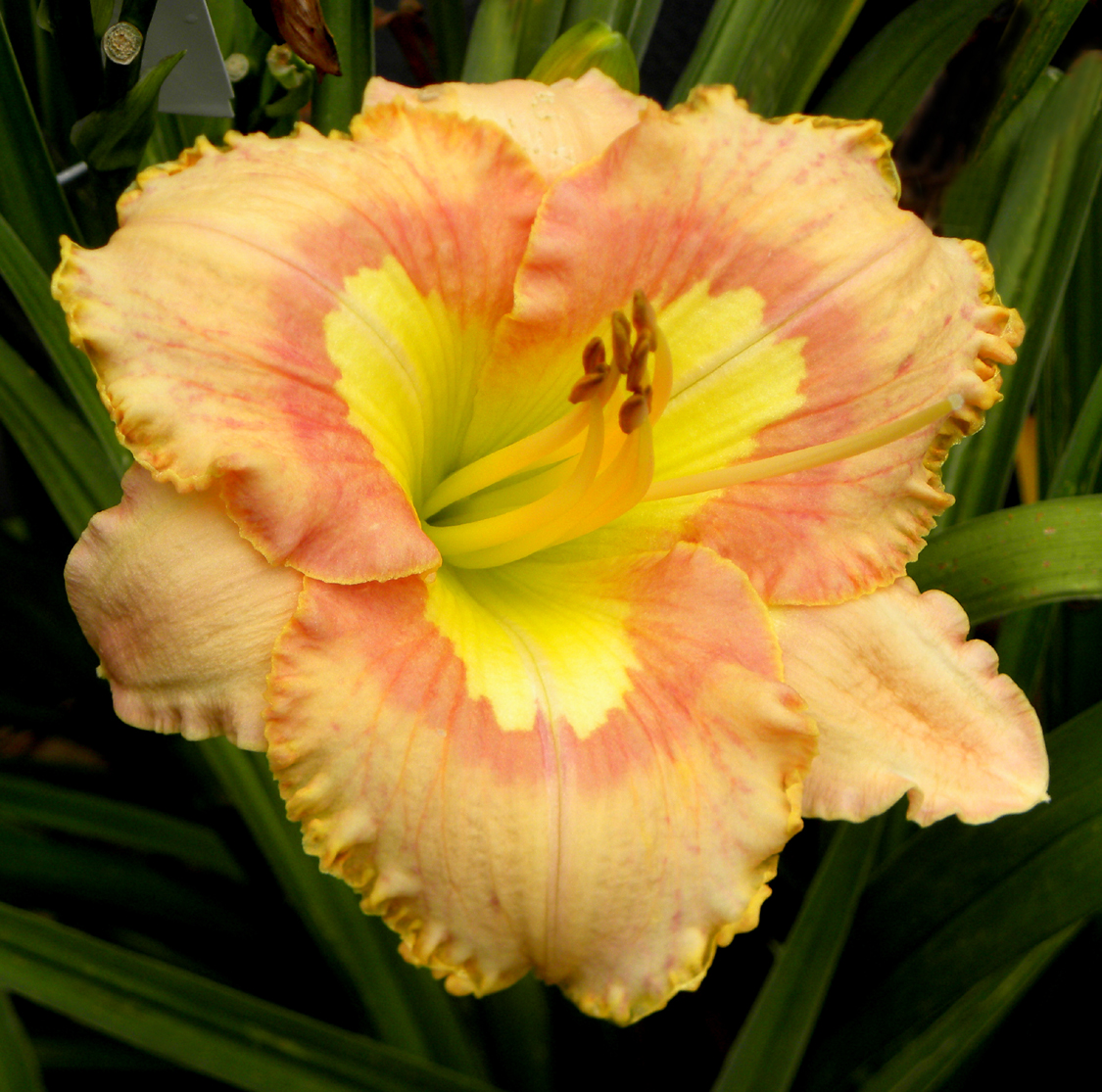Subtle Reality, Daylily