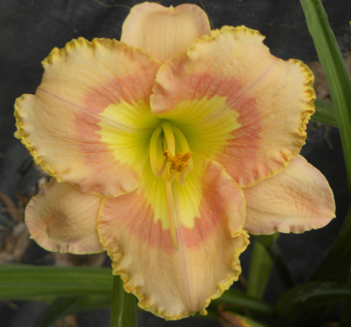 Subtle Reality, Daylily